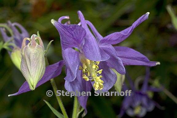 aquilegia glandulosa 3 graphic